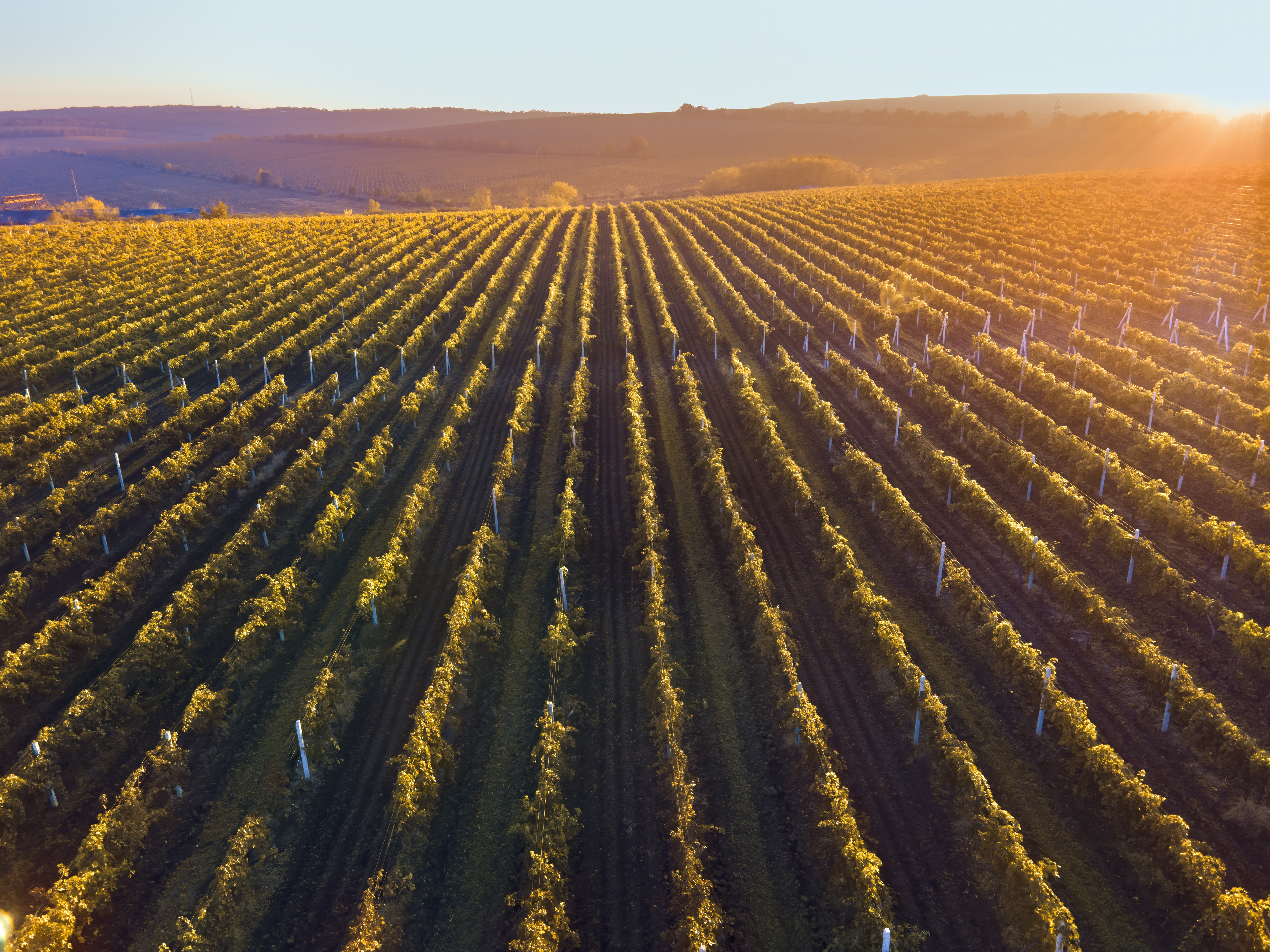 Visit Vineyards and Taste Assyrtiko Wine
