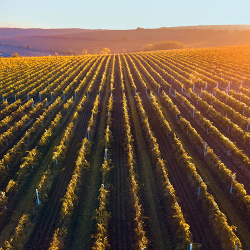 Visit Vineyards and Taste Assyrtiko Wine