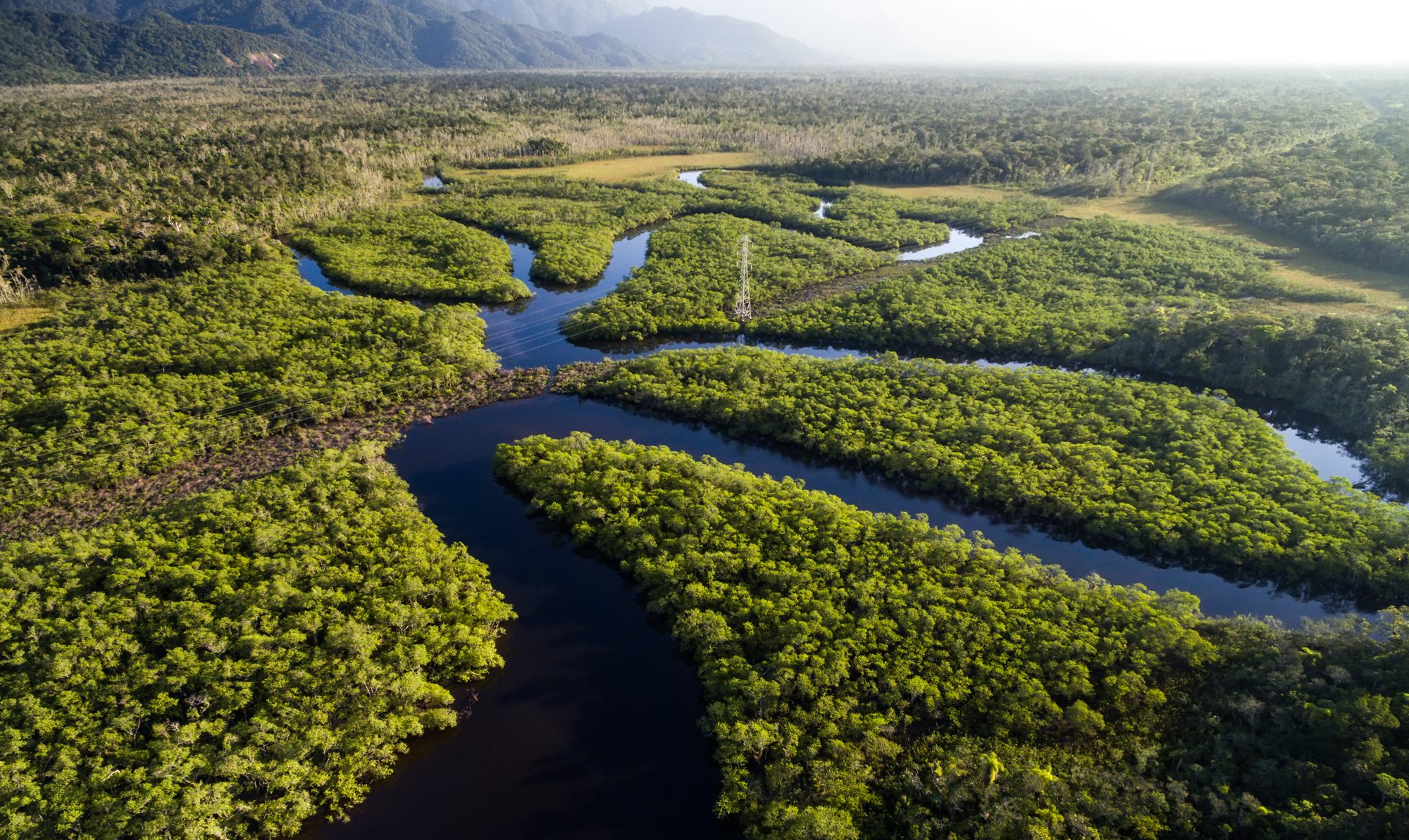 Amazon Rainforest, Brazil
