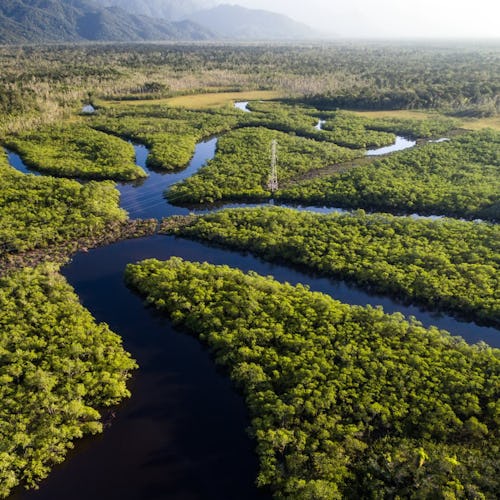 Amazon Rainforest, Brazil