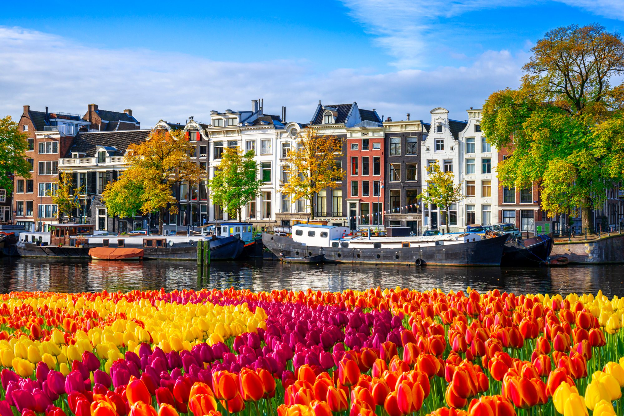 Amsterdam houses at canal waterfront with spring tulips