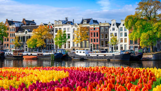 Amsterdam houses at canal waterfront with spring tulips