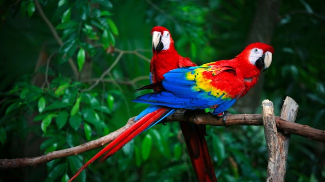 Scarlet macaws are among the wildlife you could see