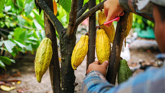 Learn about cocoa production in the Caribbean