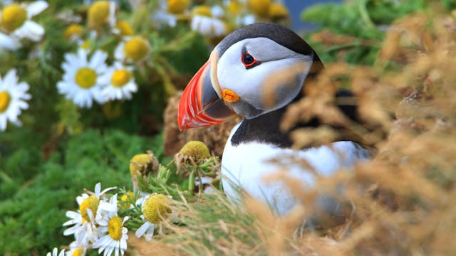 Expect to see wildlife at certain times of year in Northern Europe