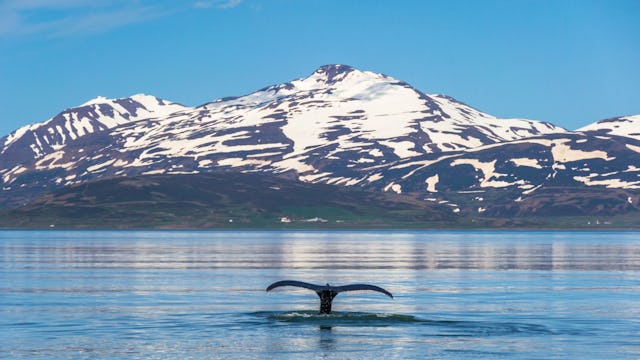 Whale in the Eyjafjordur Fjord, near Akureyri, Iceland