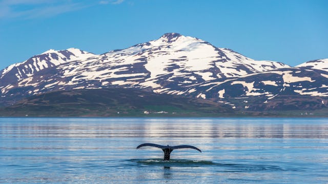 Whale in the Eyjafjordur Fjord, near Akureyri, Iceland