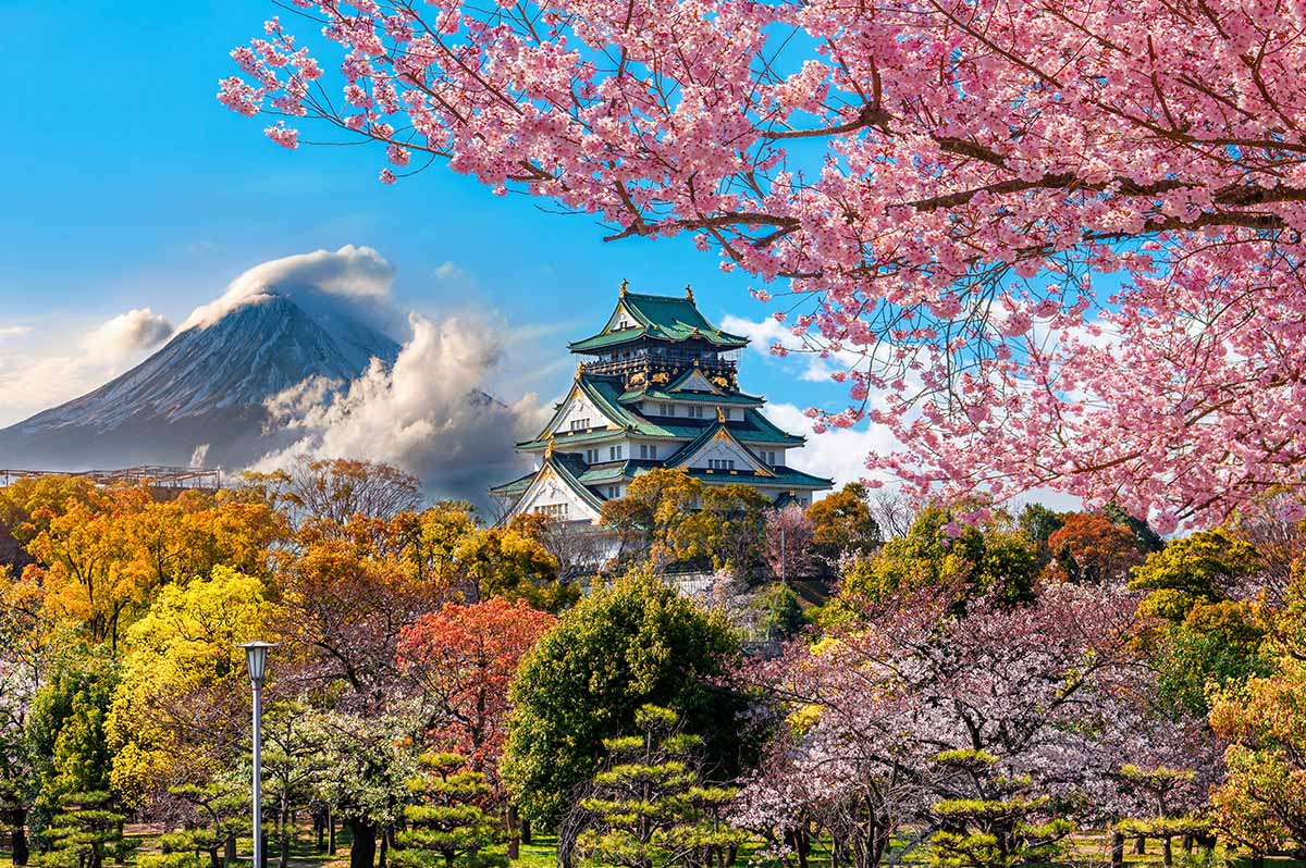 Osaka Castle and full cherry blossom, with Fuji mountain background, Japan