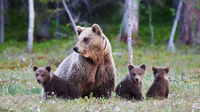 Wildlife on a Canada cruise