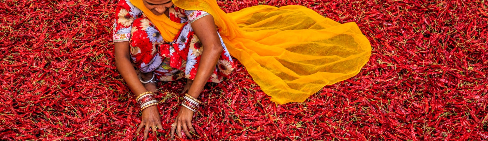 Young Indian woman sorting red chilli peppers