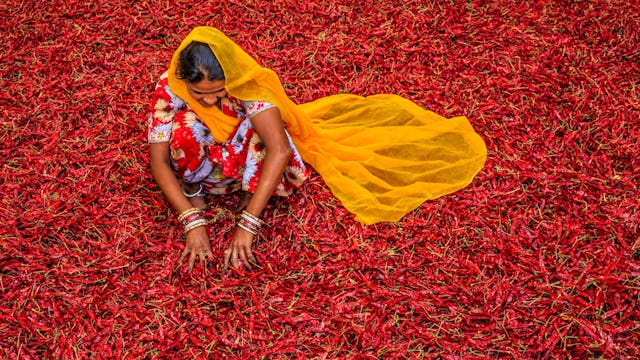 Young Indian woman sorting red chilli peppers