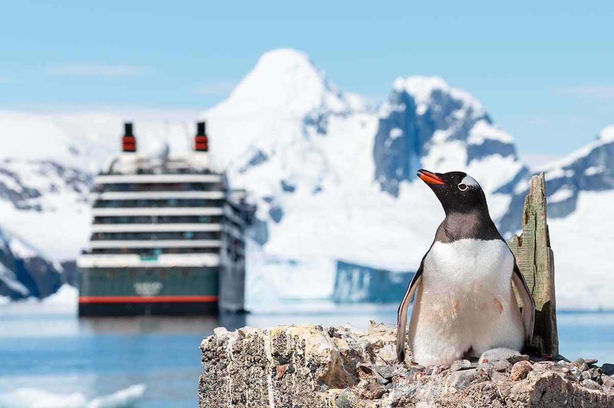 Penguin in Antarctica with cruise ship behind