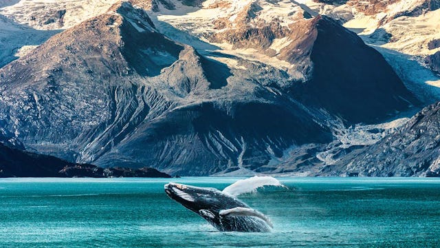 Whale breaching from the sea, Alaska