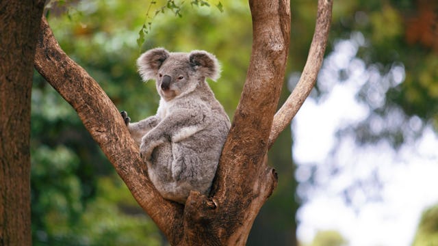 Azamara Australia Cruises
