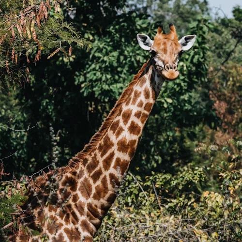 Azamara Africa Cruises