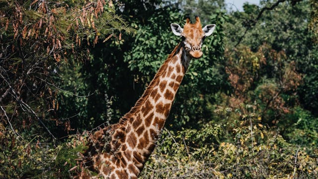 Azamara Africa Cruises