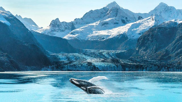 Alaska luxury cruise travel panoramic. Scenery landscape panorama with humpback whale composite breaching out of waters on glacier bay background.