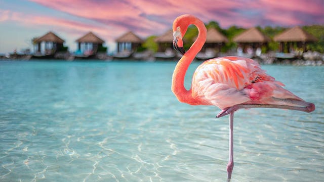 A closeup of a flamingo in the sea on Renaissance Island, Aruba