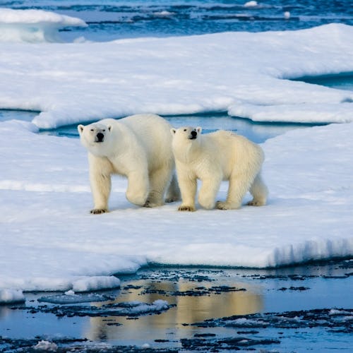 Two polar bears surrounded by Arctic ice