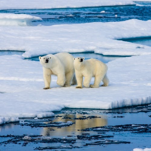 Two polar bears surrounded by Arctic ice