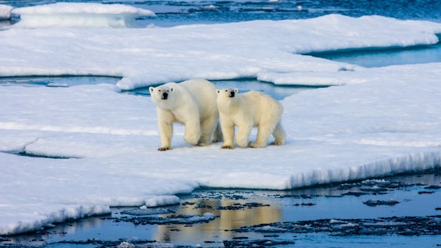 Two polar bears surrounded by Arctic ice