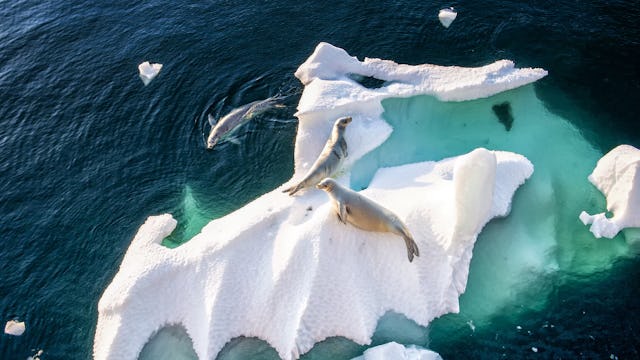 Seals on and around an icefloat in Antarctica