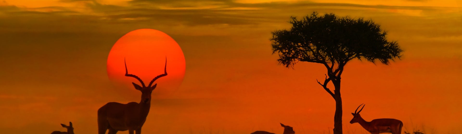 African sunset with silhouette