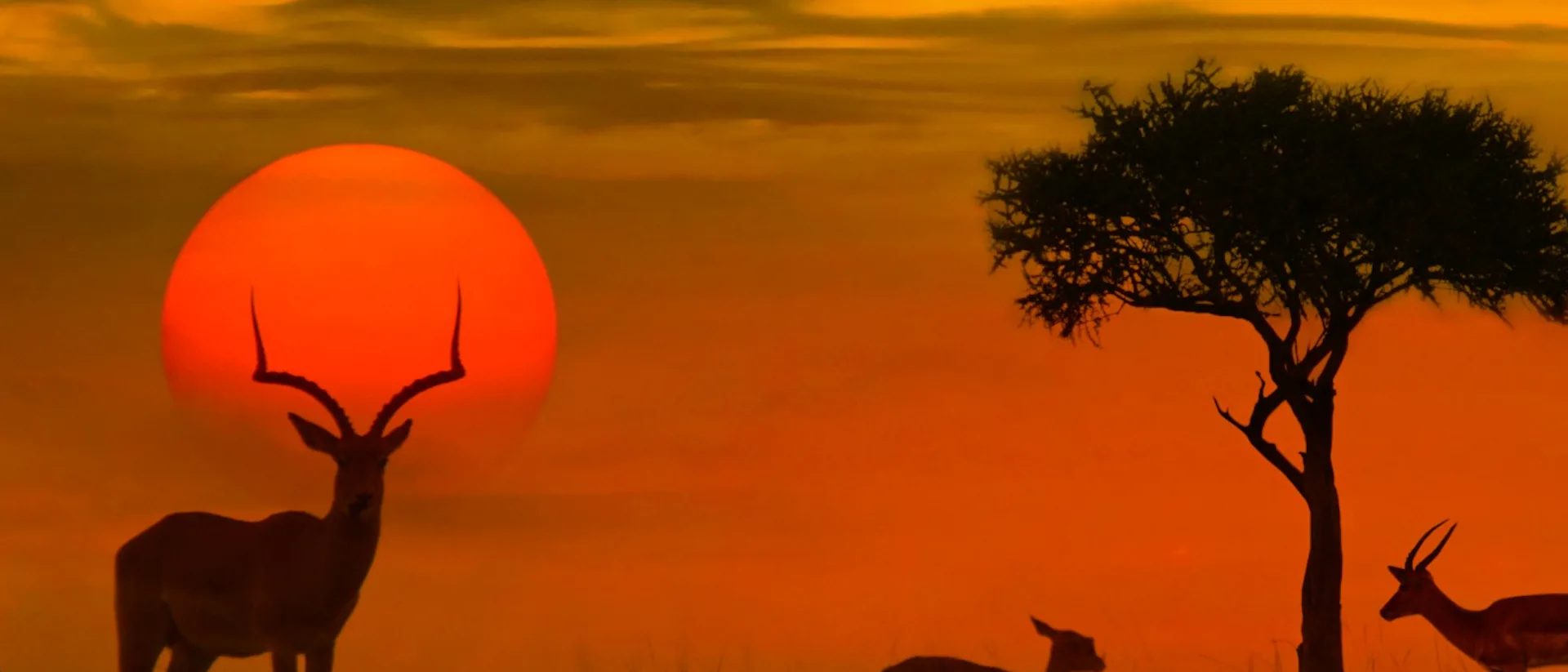 African sunset with silhouette