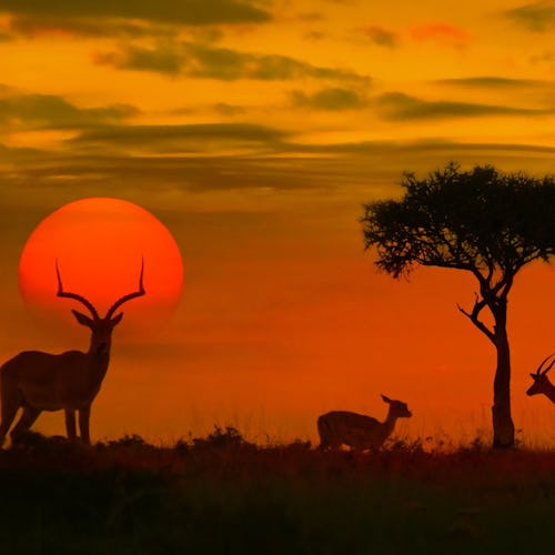 African sunset with silhouette