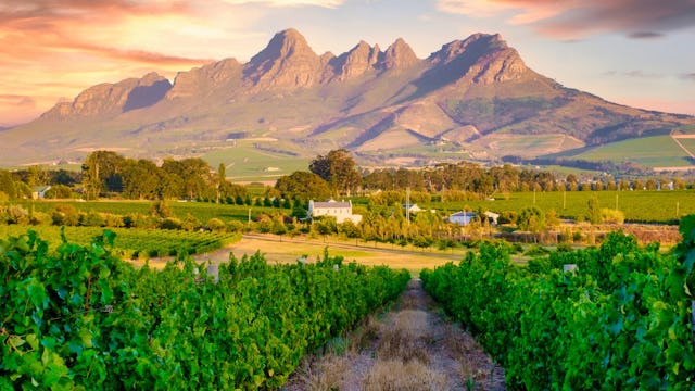 Vineyard landscape at sunset with mountains in Stellenbosch, near Cape Town