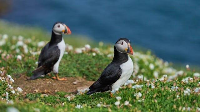 Puffins on Orkney Island