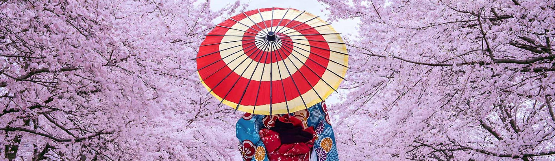 Woman with a parasol amongst Cherry Blossom trees in Japan