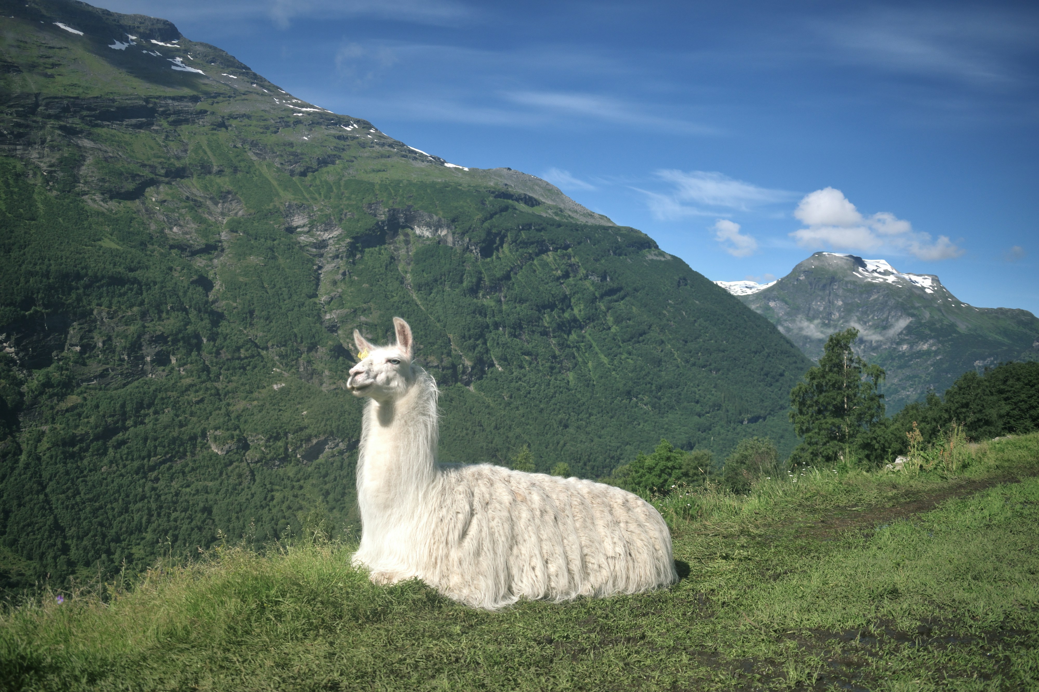 Enjoy a Day at the Alpaca Farm