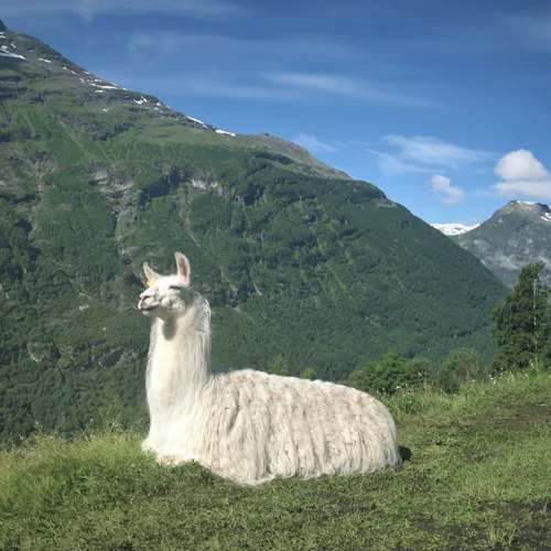 Enjoy a Day at the Alpaca Farm
