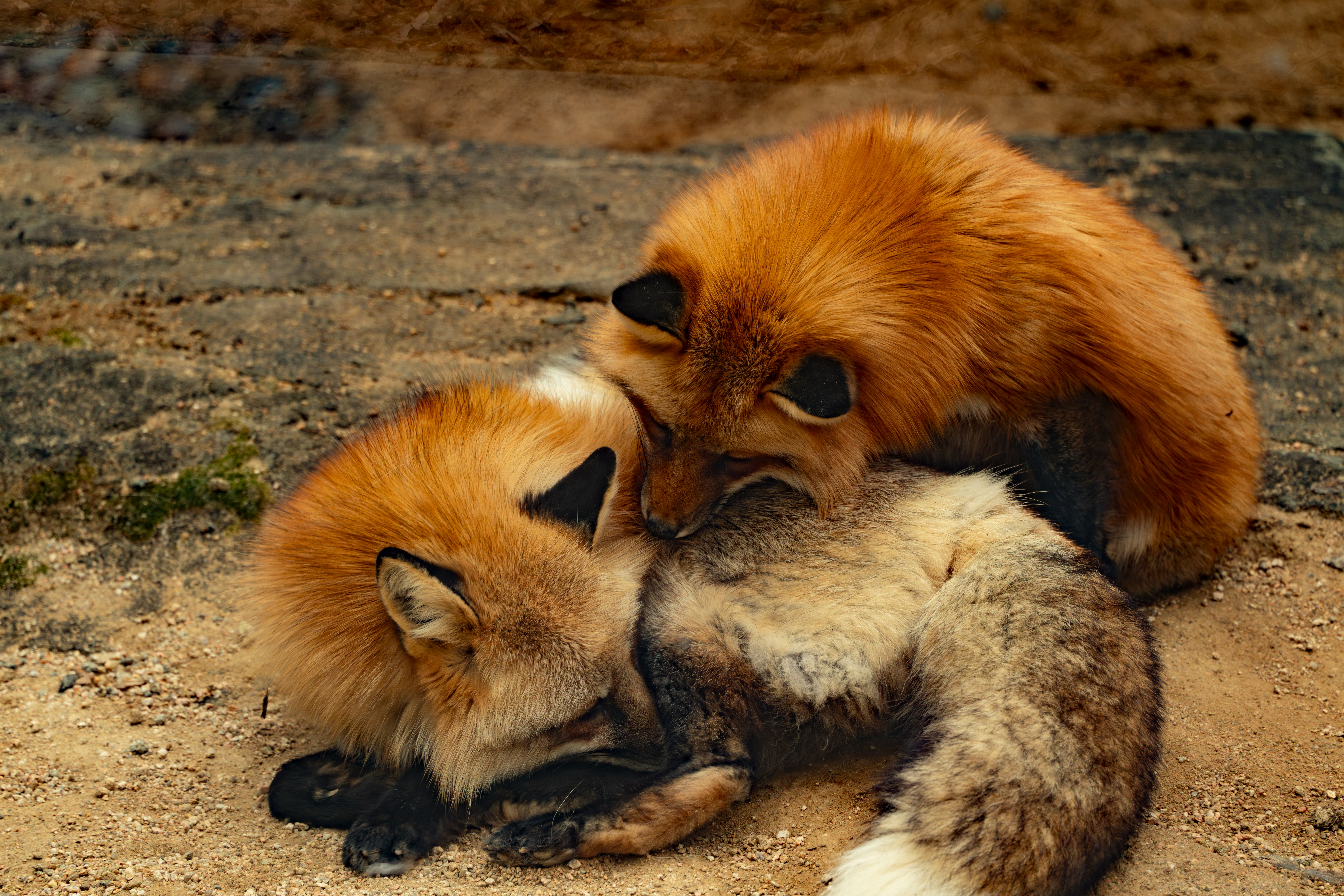 Get Up Close to Scandinavian Animals