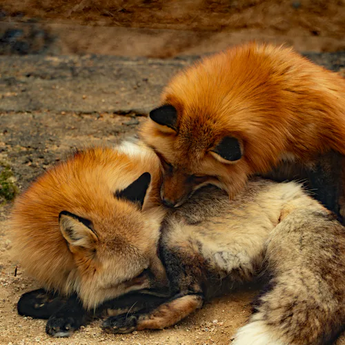 Get Up Close to Scandinavian Animals