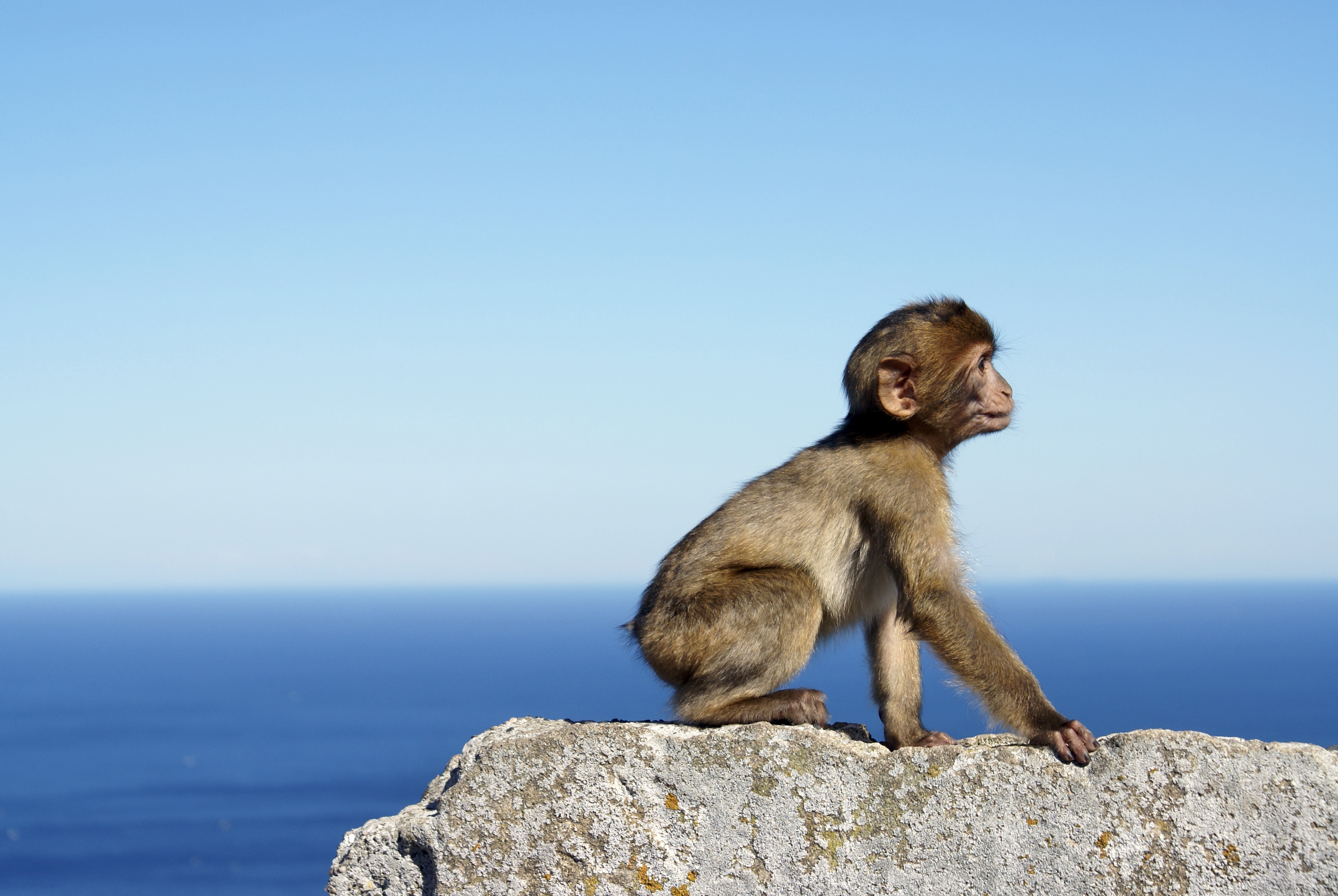 grey monkey sitting stone wall by sea gibraltar