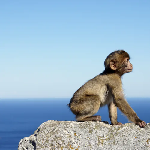 grey monkey sitting stone wall by sea gibraltar