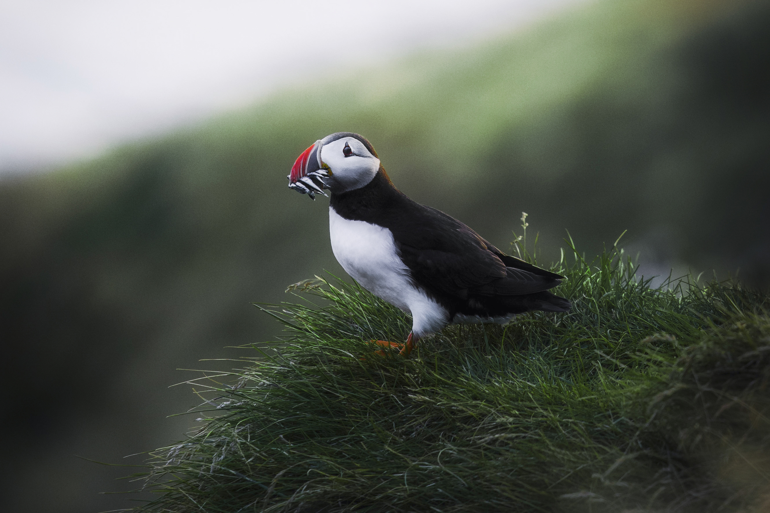 closeup-puffin-with-fish-its-beak