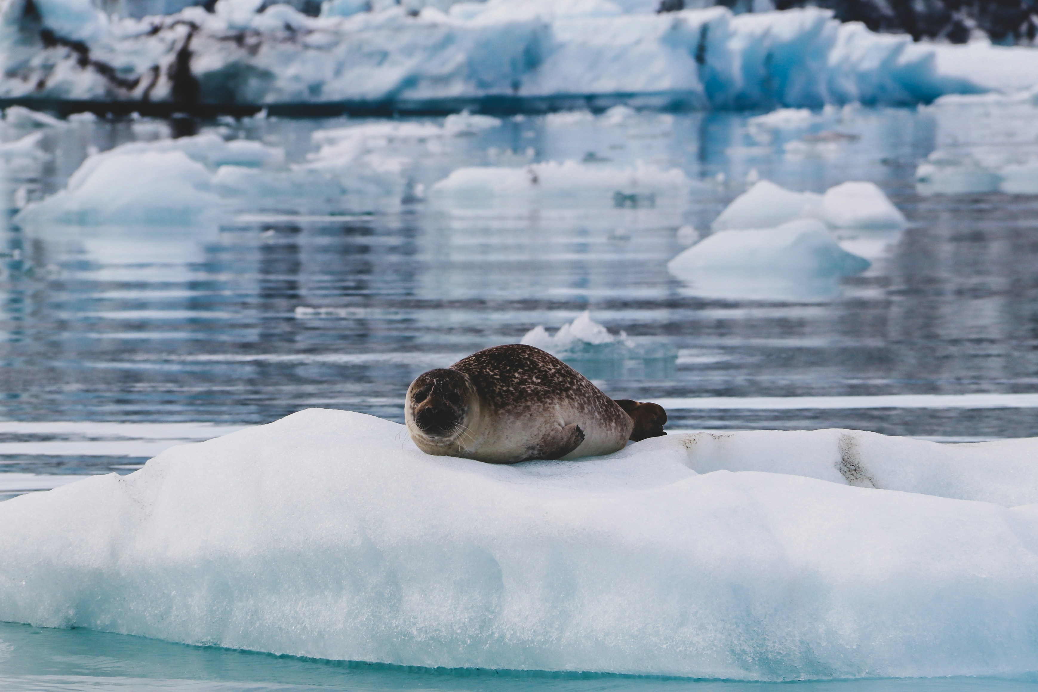 Spot Nordic Wildlife in Action