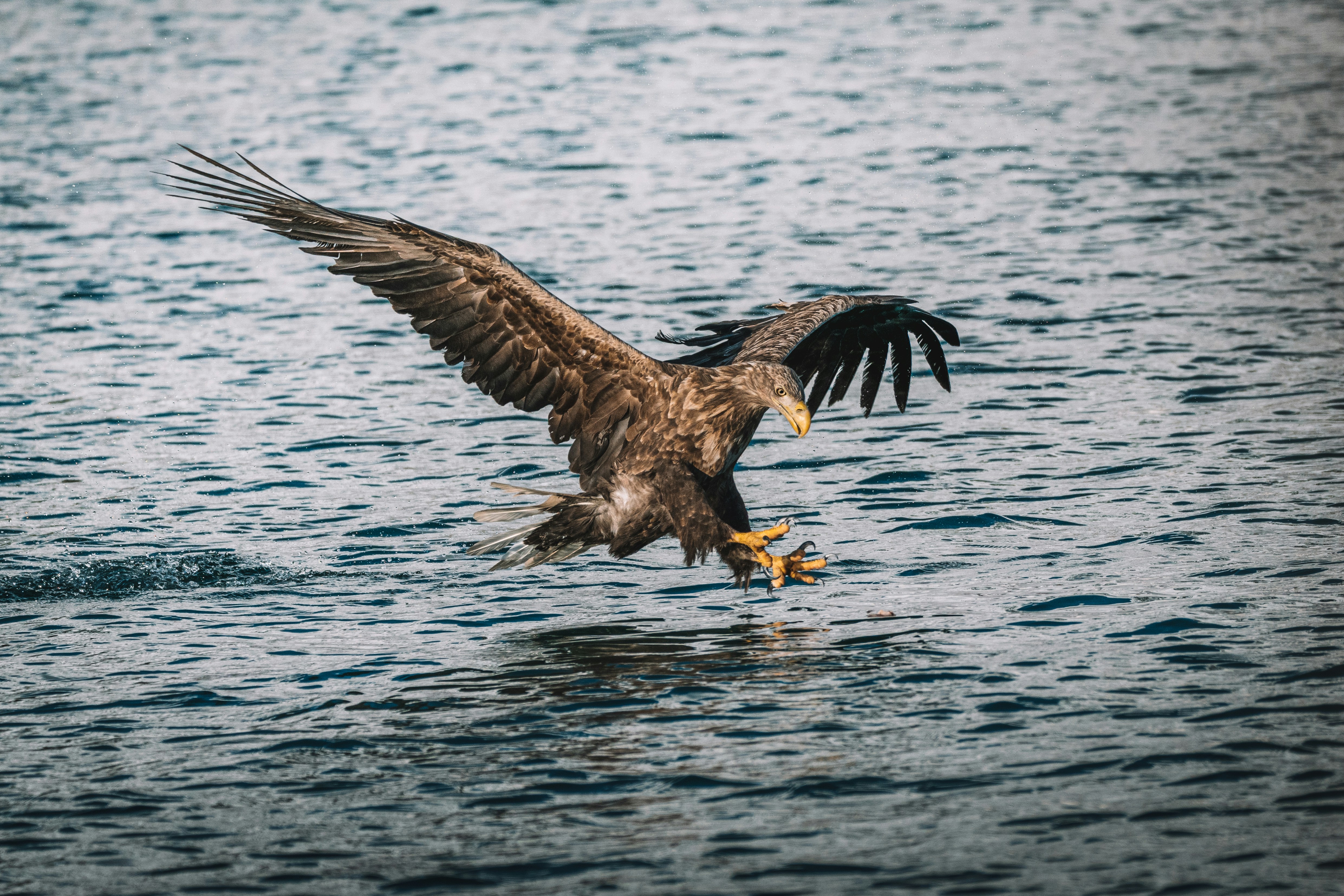 Encounter the Arctic’s Wildest Inhabitants