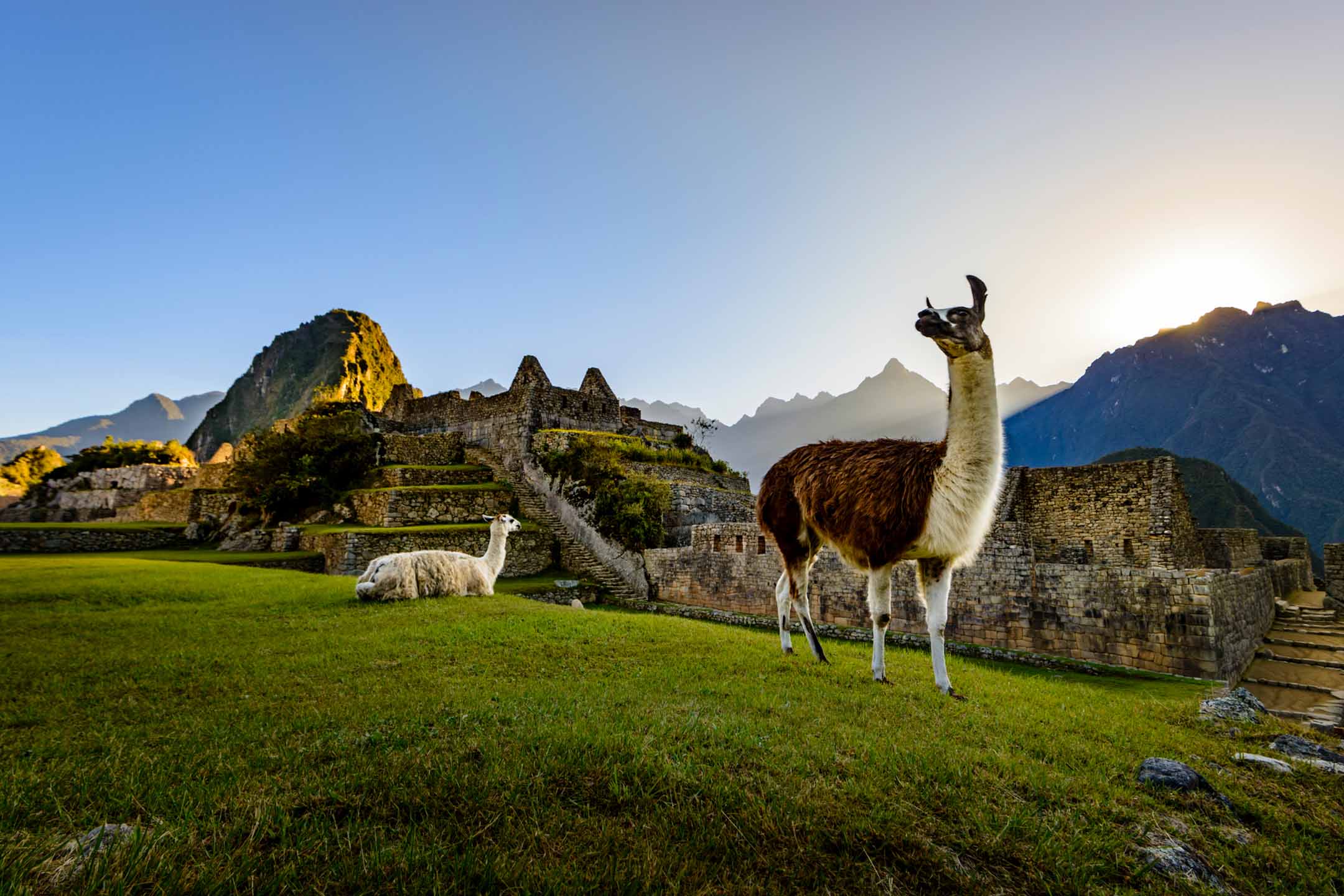 llama-machu-picchu-peru