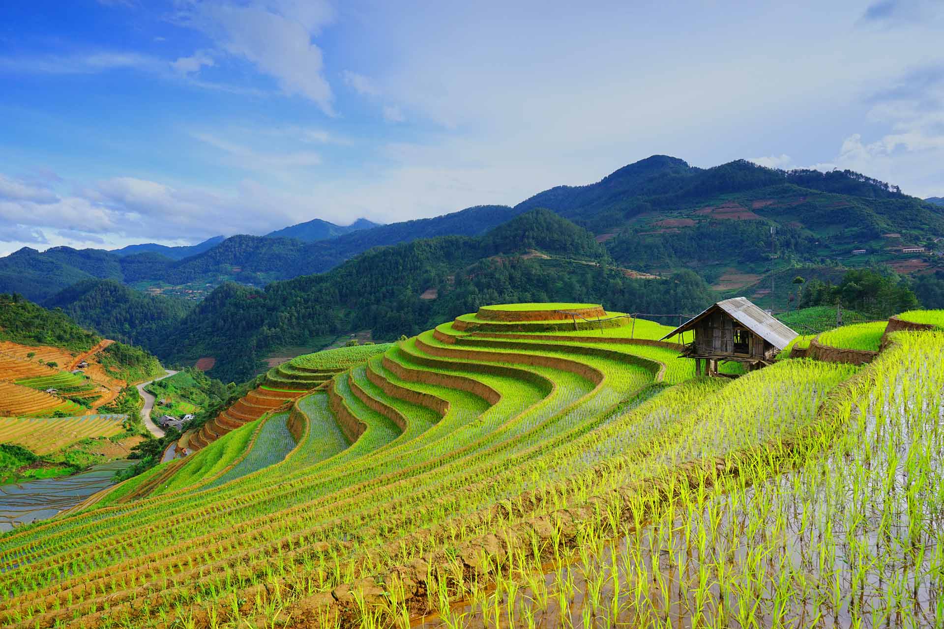 Vietnam Rice Fields